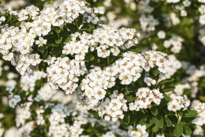 Spiraea nipponica Snowmound 125- 150 cm