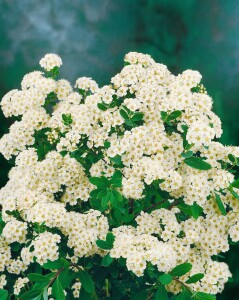 Spiraea nipponica Snowmound 125- 150 cm