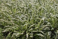 Spiraea nipponica Snowmound 125- 150 cm