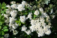 Spiraea nipponica Snowmound 125- 150 cm