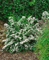 Spiraea nipponica Snowmound 125- 150 cm