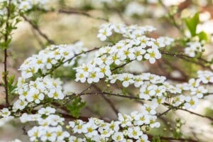 Spiraea vanhouttei 80- 100 cm