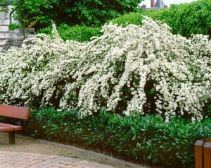 Spiraea vanhouttei 80- 100 cm