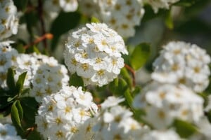 Spiraea vanhouttei 80- 100 cm