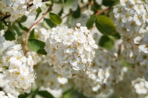 Spiraea vanhouttei 80- 100 cm