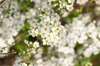 Spiraea vanhouttei 80- 100 cm