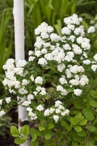 Spiraea vanhouttei kräftig 3xv mB 80- 100 cm kräftig