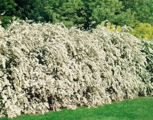 Spiraea vanhouttei kräftig 3xv mB 80- 100 cm kräftig