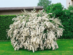 Spiraea vanhouttei kräftig 3xv mB 80- 100 cm kräftig