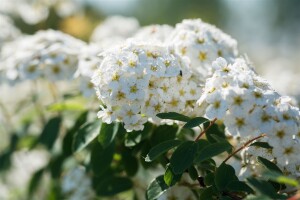 Spiraea vanhouttei kräftig 3xv mB 80- 100 cm kräftig