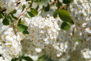 Spiraea vanhouttei kräftig 3xv mB 80- 100 cm kräftig