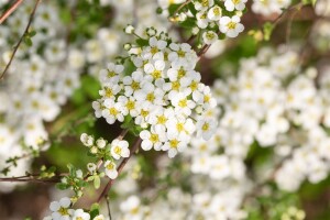 Spiraea vanhouttei kräftig 3xv mB 80- 100 cm kräftig