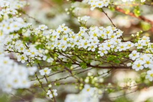 Spiraea vanhouttei kräftig 3xv mB 80- 100 cm kräftig