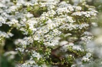 Spiraea vanhouttei kräftig 3xv mB 80- 100 cm kräftig