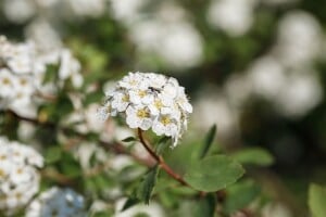 Spiraea vanhouttei 3xv mDb 125- 150 cm kräftig