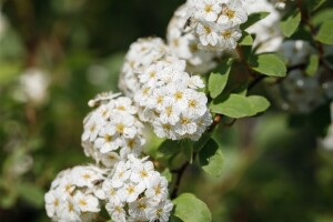 Spiraea vanhouttei 3xv mDb 125- 150 cm kräftig