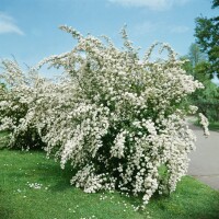 Spiraea vanhouttei 3xv mDb 125- 150 cm kräftig