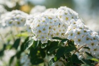 Spiraea vanhouttei 3xv mDb 125- 150 cm kräftig