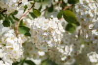 Spiraea vanhouttei 3xv mDb 125- 150 cm kräftig