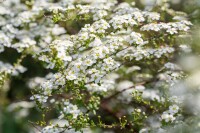 Spiraea vanhouttei 3xv mDb 125- 150 cm kräftig