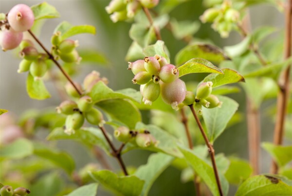 Symphoricarpos chenaultii Hancock 40-60