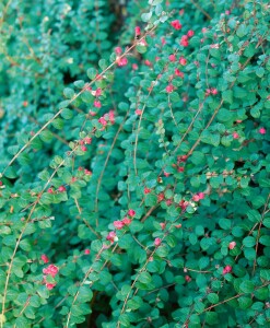 Symphoricarpos chenaultii Hancock 40-60