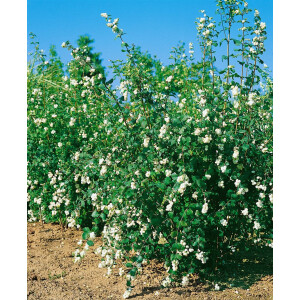 Symphoricarpos doorenbosii White Hedge 40- 60 cm