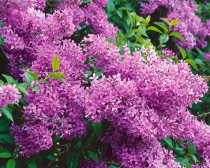 Syringa chinensis Saugeana 40- 60 cm