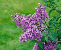 Syringa chinensis Saugeana 40- 60 cm