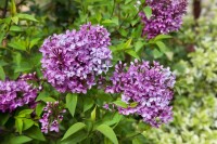 Syringa chinensis Saugeana 40- 60 cm