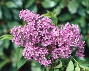 Syringa chinensis Saugeana kräftig 100- 125 cm