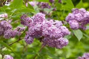 Syringa chinensis Saugeana kräftig 3xv 125- 150 cm cm kräftig