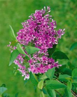 Syringa chinensis Saugeana kräftig 3xv 125- 150 cm cm kräftig