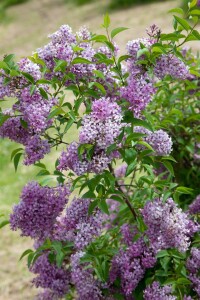 Syringa chinensis Saugeana kräftig 4xv mDb 175- 200 cm kräftig