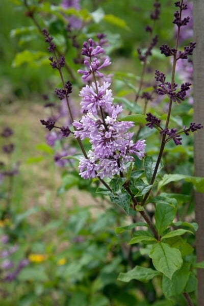 Syringa josikaea 40- 60 cm