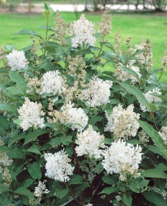 Syringa josikaea 40- 60 cm