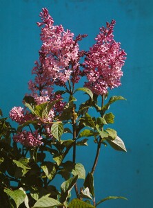 Syringa josikaea 60- 100 cm