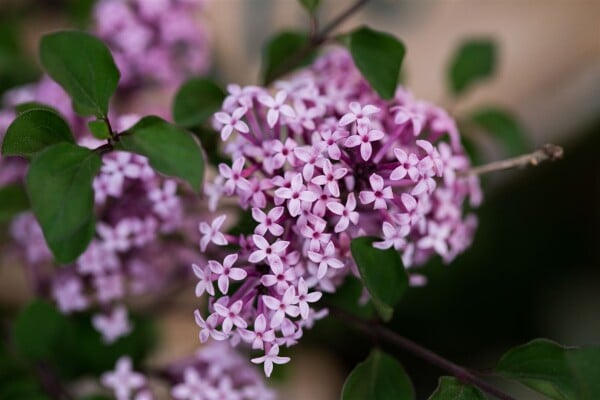 Syringa meyeri Josee Sta C5 Krone einj. Sth. 125-