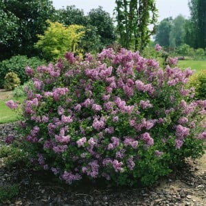 Syringa meyeri Josee kräftig 3xv mb 100-125 cm kräftig