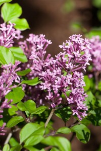 Syringa meyeri Palibin 4xv 125- 150 cm