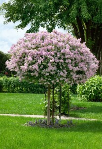 Syringa meyeri Palibin 4xv 125- 150 cm