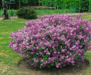 Syringa meyeri Palibin 4xv 125- 150 cm