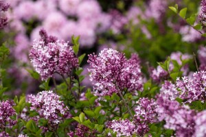 Syringa meyeri Palibin 4xv 125- 150 cm