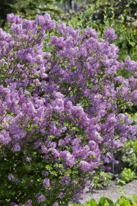 Syringa meyeri Palibin 4xv 125- 150 cm