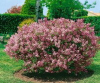 Syringa meyeri Palibin 4xv 125- 150 cm