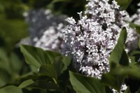 Syringa meyeri Palibin 4xv 125- 150 cm