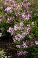 Syringa meyeri Palibin 4xv 125- 150 cm