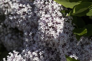 Syringa meyeri Palibin 4xv mDb 150- 175 cm kräftig