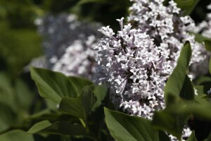 Syringa meyeri Palibin 4xv mDb 150- 175 cm kräftig