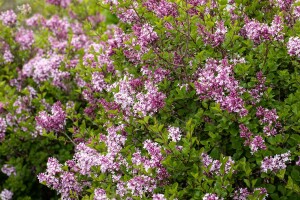 Syringa meyeri Palibin 4xv mDb 150- 175 cm kräftig